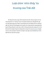 Loài chim ‘nhìn thấy’ từ trường của Trái đất pps