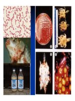 Bệnh học thủy sản : Bệnh do vi khuẩn part 2 pot