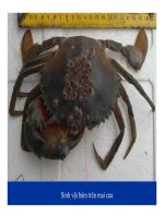 Bệnh học thủy sản : Bệnh do môi trường part 7 pot