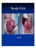 Bệnh học thủy sản : Chẩn đoán bệnh part 6 pptx