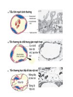 Bài giảng bệnh học viêm part 5 ppsx