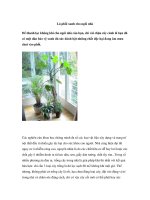 Lá phổi xanh cho ngôi nhà docx