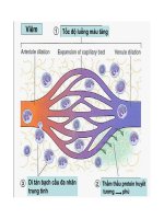 Bài giảng bệnh học viêm part 4 pdf