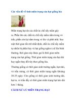 Các vấn đề về tính miên trạng của hạt giống lúa docx