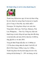 Kỹ thuật trồng và xử lý ra hoa thanh long (1) ppt