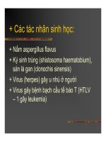 Giải phẫu bệnh - Ung thư part 7 doc