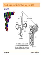 Di truyền học phân tử và tế bào : Cấu trúc, đặc tinh, chức năng của các đại phân tử sinh học part 8 pps