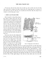 TIÊU HÓA Ở RUỘT NON docx