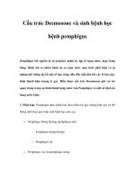Cấu trúc Desmosone và sinh bệnh học bệnh pemphigus ppt