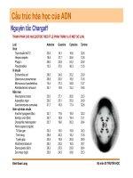 Di truyền học phân tử và tế bào : Cấu trúc, đặc tinh, chức năng của các đại phân tử sinh học part 5 potx