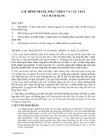 sự hình thành và phát triển mần răng