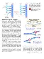 Công nghệ gene : Cơ sở phân tử của di truyền part 3 pdf