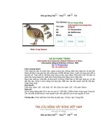 Các loài chim thuộc bộ gà part 6 ppsx