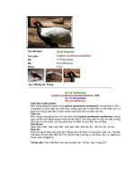 Các loài chim thuộc bộ gà part 3 pptx