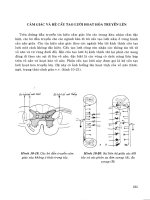 CẢM GIÁC VÀ CẤU TẠO LƯỚI HOẠT HÓA TRUYỀN LÊN docx