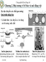 Công nghệ tê bào động vật : Đại cương về tế bào và mô động vật part 5 docx