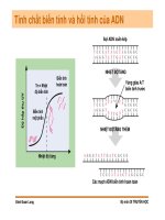 Di truyền học phân tử và tế bào : Cấu trúc, đặc tinh, chức năng của các đại phân tử sinh học part 6 docx