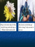 chọn giống bằng phương pháp gây đột biến