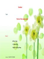 parts of the maize plant