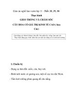Giáo án nghề làm vườn lớp 11 - Tiết: 28, 29, 30: Thực hành GIEO TRỒNG VÀ CHĂM SÓC CÂY HOA CÓ GIÁ TRỊ KINH TẾ CAO ( hoa Cúc) docx
