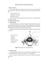 MÀNG NÃO TỦY VÀ MẠCH NÃO TỦY ppt