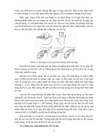 Giáo trình chăn nuôi dê part 6 ppsx