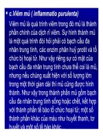 Bài giảng bệnh lý học thú y : Phân loại viêm part 3 pps