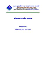 Bài giảng bệnh chuyên khoa nông nghiệp : BỆNH HẠI CÂY THUỐC LÁ doc