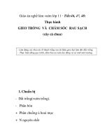 Giáo án nghề làm vườn lớp 11 - Tiết:46, 47, 48: Thực hành GIEO TRỒNG VÀ CHĂM SÓC RAU SẠCH (cây cà chua) pptx