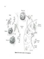 Bài giảng bệnh lý học thú y : Tế bào viêm part 2 pptx