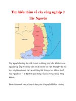 Tìm hiểu thêm về cây công nghiệp ở Tây Nguyên pptx