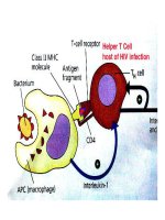 Bài giảng bệnh lý học thú y : Tế bào viêm part 4 potx