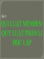 quy luật menddn quy luât phân ly độc lập