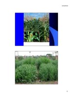 Bài giảng cây thức ăn : Đặc điểm sinh trưởng và phát triển của cây thức ăn chăn nuôi part 6 ppt