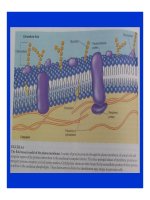 Bài giảng bệnh lý học thú y : Rối loạn chuyển hóa các chất part 7 ppt