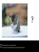 bài 12 di truyền liên kết vs giới tính