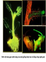 bài 20 tạo giống bằng công nghệ gen