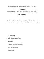 Giáo án nghề làm vườn lớp 11 - Tiết:55, 56, 57: Thực hành GIEO TRỒNG VÀ CHĂM SÓC RAU SẠCH ( cây bắp cải) ppsx