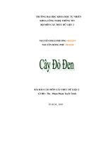 Đề tài: Cây đỏ đen pot