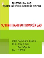 SỰ HÌNH THÀNH MÙI THƠM CỦA GẠO potx