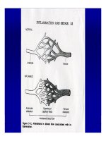 Bài giảng bệnh lý học thú y : Viêm - inflammatio part 3 docx