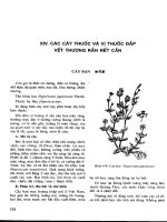 Thuốc đắp vết thương rết cắn ppsx