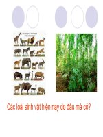 bài 24 bằng chứng tiến hóa giảm tải chương trình