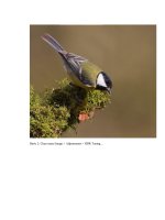 Giáo trình hướng dẫn các thủ thuật cắt ghép ảnh biếm họa phần 4 ppsx