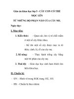 Giáo án khao học lớp 5 - CÂY CON CÓ THỂ MỌC LÊN TỪ NHỮNG BỘ PHẬN NÀO CỦA CÂY ME docx