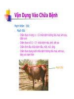 Bài giảng châm cứu thú y part 4 doc