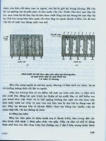 Các quá trình thiết bị trong công nghệ hóa chất và thực phẩm : Phần riêng hệ không đồng nhất, khuấy đập, trộn nghiền, sàng part 6 pps