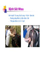 Bài giảng châm cứu thú y part 7 ppt