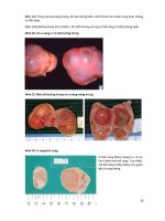 Kỹ thuật sinh sản cho bò sữa part 6 ppt