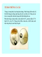 Đại cương về Mô và Phôi : PHÁT TRIỂN CỦA CÁ XƯƠNG part 4 ppsx